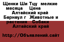 Щенки Ши-Тцу, мелкие, 2 месяца. › Цена ­ 10 000 - Алтайский край, Барнаул г. Животные и растения » Собаки   . Алтайский край